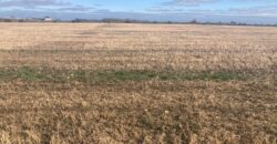 C. 74 ACRES (29.95Ha)  ARDAGH, CAUSEWAY / BALLYDUFF, CO.KERRY