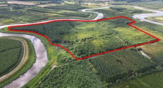 c.88 Acres of Forestry – Ardcanaught, Castlemaine, Co. Kerry